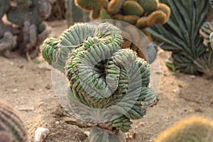 Hairy spiny old man cactus. photo