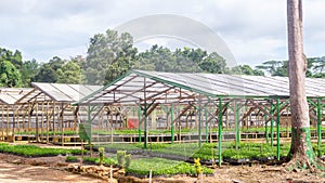 Nursery facility of plantation company to propagate timber tree seedlings photo