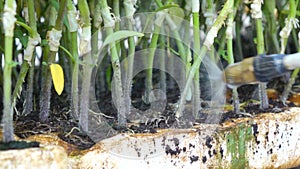 Nursery garden in Don Duong district, Lam province, Vietnam