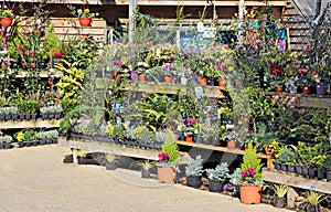 Nursery garden plants