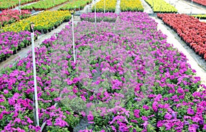 Nursery garden of various colors