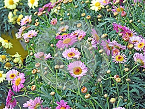 Nursery gardening garden centre food flowers plants greenhouse cloches cloche