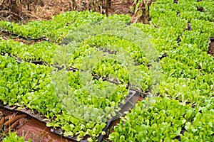 nursery of green lettuces