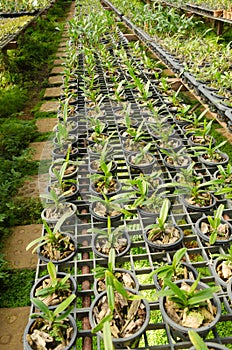 Nursery orchid in the plant nursery,Thailand