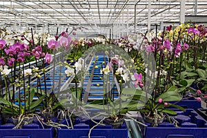 Nursery of orchids overview