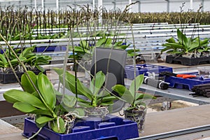 Nursery of orchids overview