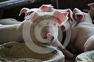 Nursery pig relax in lactating pen in modern swine farm photo