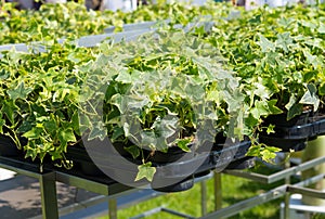 Nursery plants ivy Hedera helix