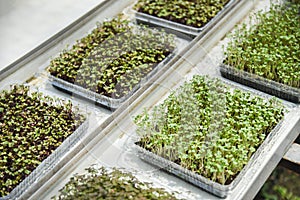 Nursery plants in pot - young green seedling lettuce salad growing in vegetable farm