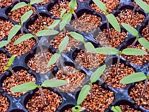 Nursery tomato seedlings in peat moss soil.