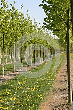 Nursery Trees in the Spring Time