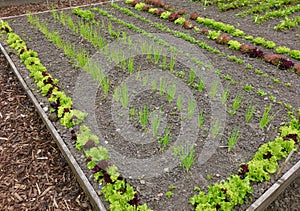 Nursery vegetable bed with young onions and lettuces growing in soil