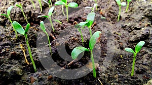 Nursery of vegetable seed plants stock photo