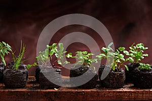 Nursery of vegetable seedlings and seasonings in close