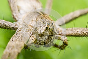 Nursery Web Spider