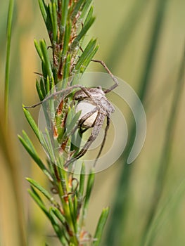 Nursery web spider with a cocoon