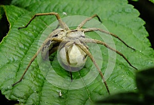 Nursery Web Spider with Egg Sac photo
