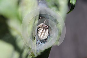 Nursery web spider holding sack with eggs