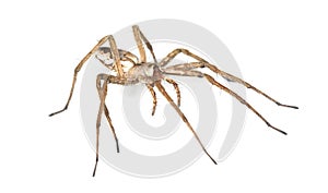Nursery web spider (pisaura acoreensis)