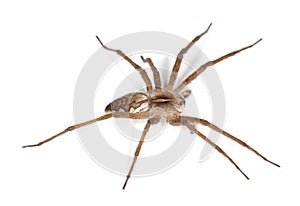 Nursery web spider (pisaura acoreensis)