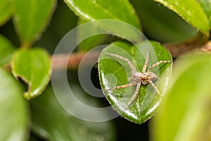 Nursery Web Spider, Pisaura Mirabilis