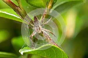 Nursery Web Spider, Pisaura Mirabilis