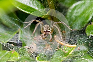 Nursery Web Spider, Pisaura Mirabilis