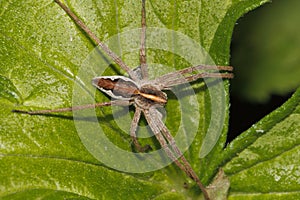 Nursery web spider (Pisaura mirabilis)