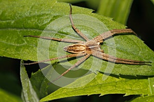 Nursery web spider (Pisaura mirabilis)