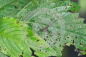 Nursery web spider, Pisaura mirabilis, Satara, Maharashtra