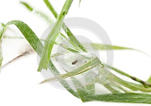 Nursery web spider, Pisaura mirabillis photo
