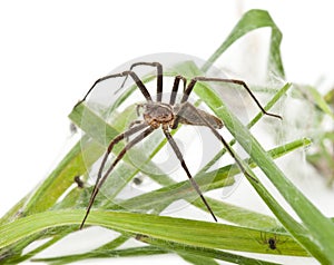 Nursery web spider, Pisaura mirabillis photo