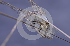 nursery web spider Pisauridae guarding its nest, holding a cocoon in paws