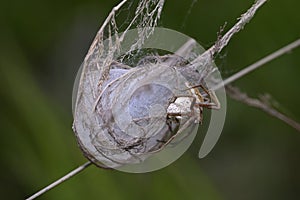 nursery web spider Pisauridae guarding its nest, holding a cocoon in paws