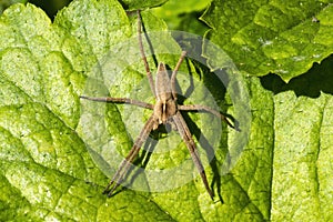 Nursery web spider Pisaurina mira photo