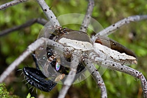 Nursery web spider with prey