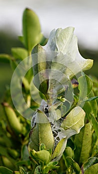 Nursery web spider`s web on leaves