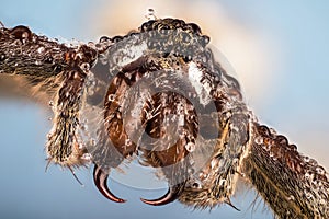 Nursery Web Spider, Spider, Nursery-web spider, Pisaura mirabilis