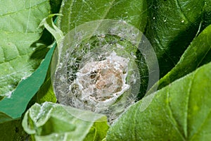 Nursery Web spiderlings emerging from egg sac