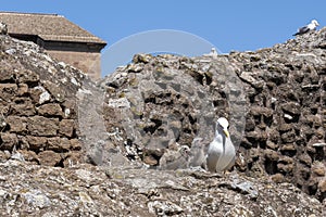Nursery with young seagulls in Foro Romano in ancient Rome