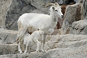 Nursing Baby Goat