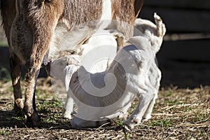 Nursing baby goats.