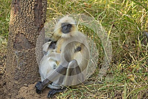 Nursing Baby Indian Langur