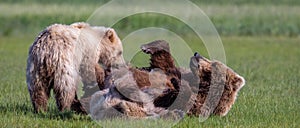 Nursing brown bear, Katmai, Alaska