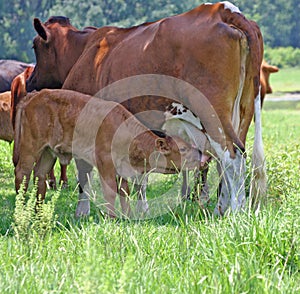 Nursing Calf 2