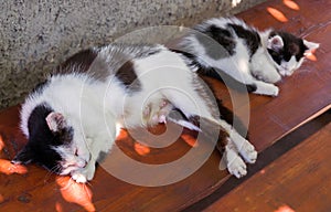 Nursing cat sleeping on a bench with a kitten.