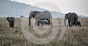 Nursing Elephants with their young