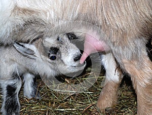 Nursing goat