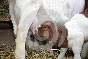 Nursing Goat