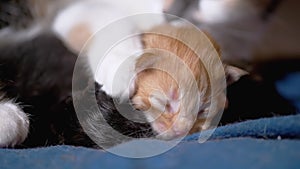 Nursing mom cat hugs a blind newborn ginger kitten. Cute cat family